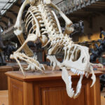 60 Anniversary of Museum of History